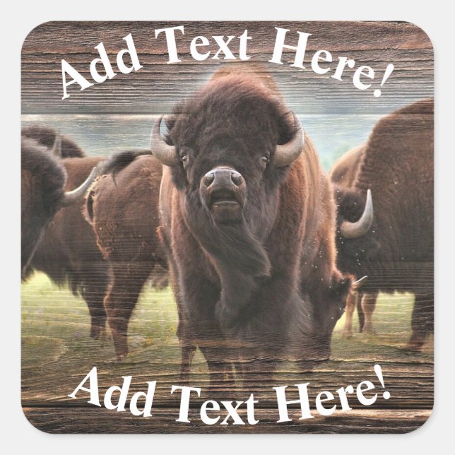 Adesivo Quadrado Bela Búfalo Herd (Frente)