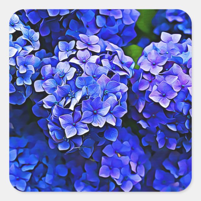 Adesivo Quadrado Bela Flores Azuis Hydrangea (Frente)