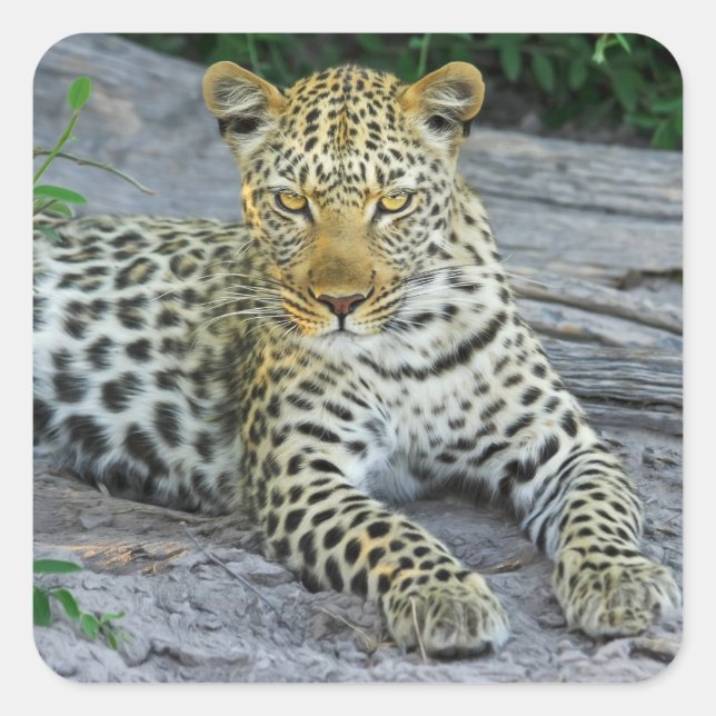 Adesivo Quadrado belas bengalas-leopardo (Frente)