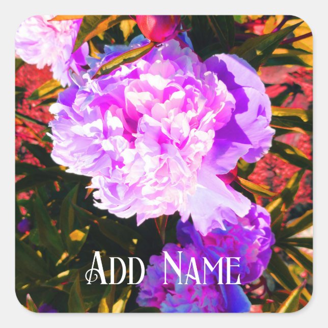 Adesivo Quadrado Belas Peônias Rosadas (Frente)