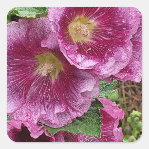 Adesivo Quadrado Beleza hollyhock rosa