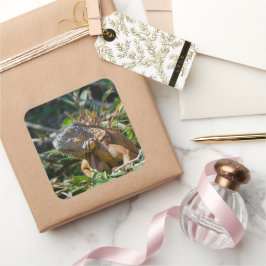 Adesivo Quadrado Belize Orange Iguana Lizard Fotografia