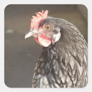 Adesivo Quadrado Belo Blue Hen