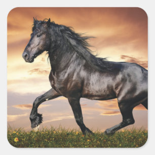 Adesivo Quadrado Belo Cavalo Negro