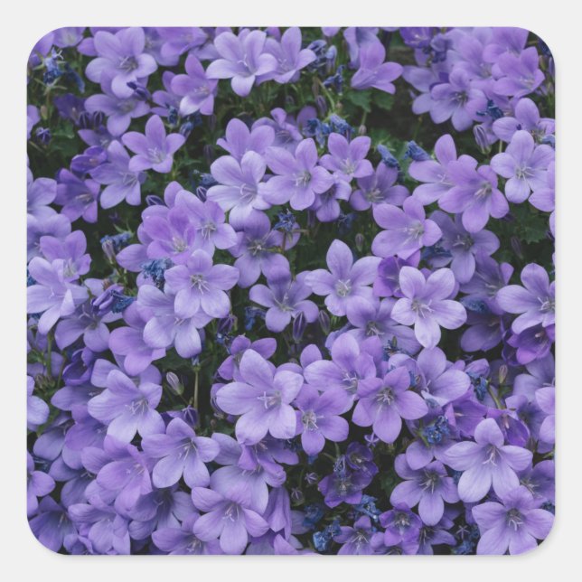 Adesivo Quadrado Belo conjunto de palitos de flores roxas (Frente)
