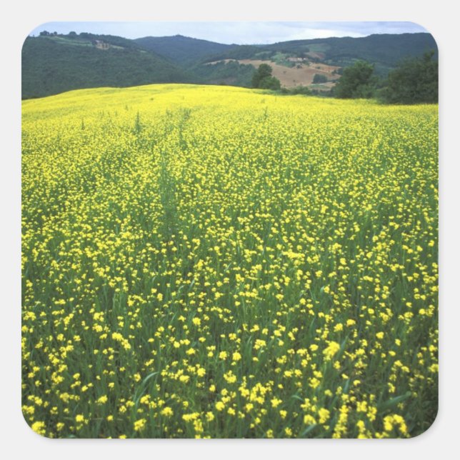 Adesivo Quadrado Belos campos cobertos de flores amarelas de San (Frente)
