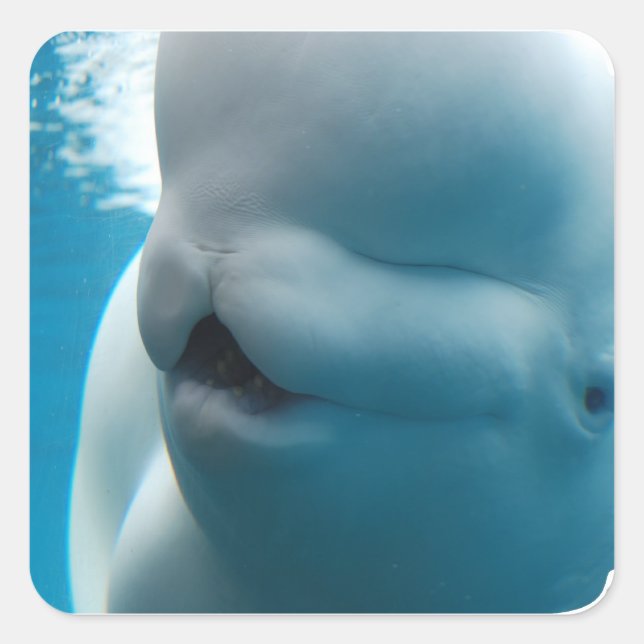 Adesivo Quadrado Beluga Whale Stickers (Frente)