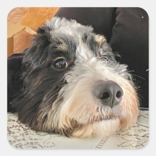 Adesivo Quadrado Bernedoodle Adorável