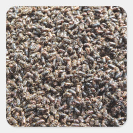 Adesivo Quadrado besouro-da-casca-do-abeto-europeu