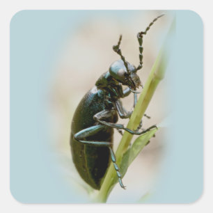 Adesivo Quadrado Besouro de bolha - Meloidae