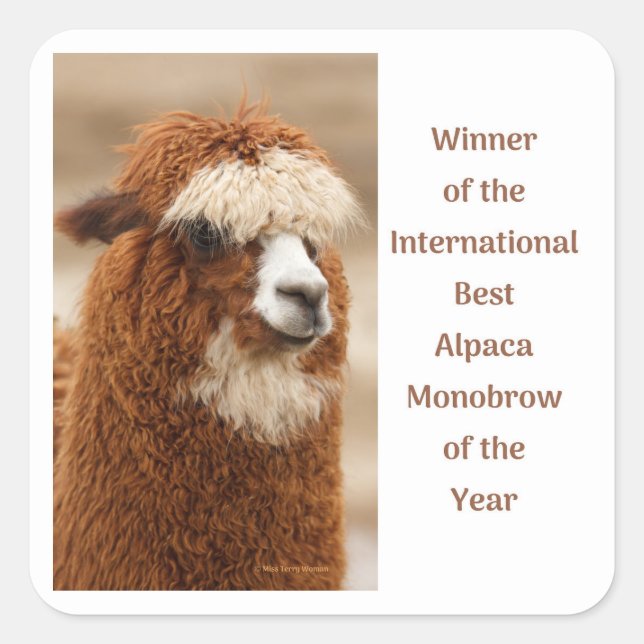 Adesivo Quadrado Best Alpaca Monobrow (Frente)