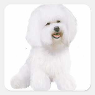 Adesivo Quadrado Bichon Frise (A)