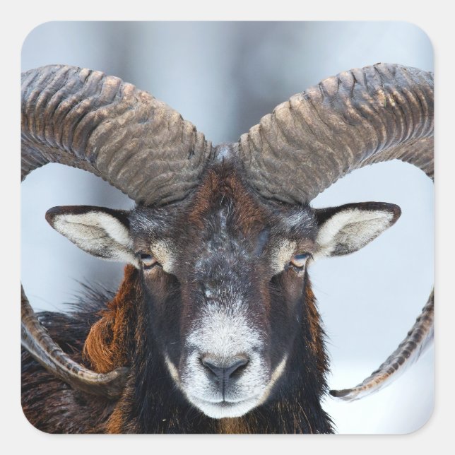 Adesivo Quadrado Big Horn Ram Sheep - Mouflon (Frente)