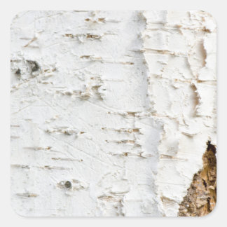 Adesivo Quadrado Birch bark pattern