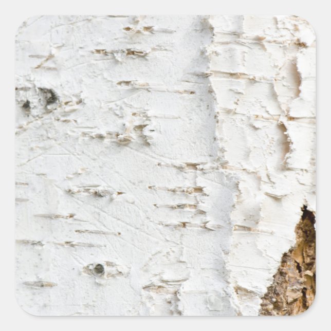 Adesivo Quadrado Birch bark pattern (Frente)
