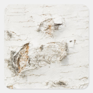 Adesivo Quadrado Birch bark pattern