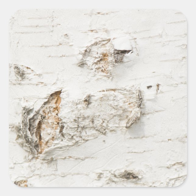 Adesivo Quadrado Birch bark pattern (Frente)