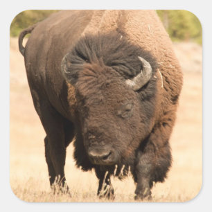 Adesivo Quadrado Bisonte