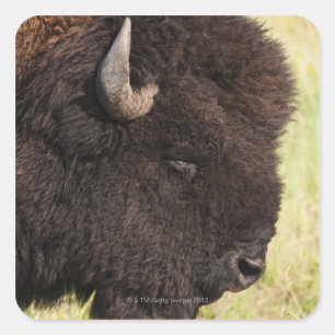 Adesivo Quadrado Bisonte americano, South Dakota