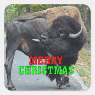 Adesivo Quadrado Bisonte engraçado de Bull do Feliz Natal que lamb