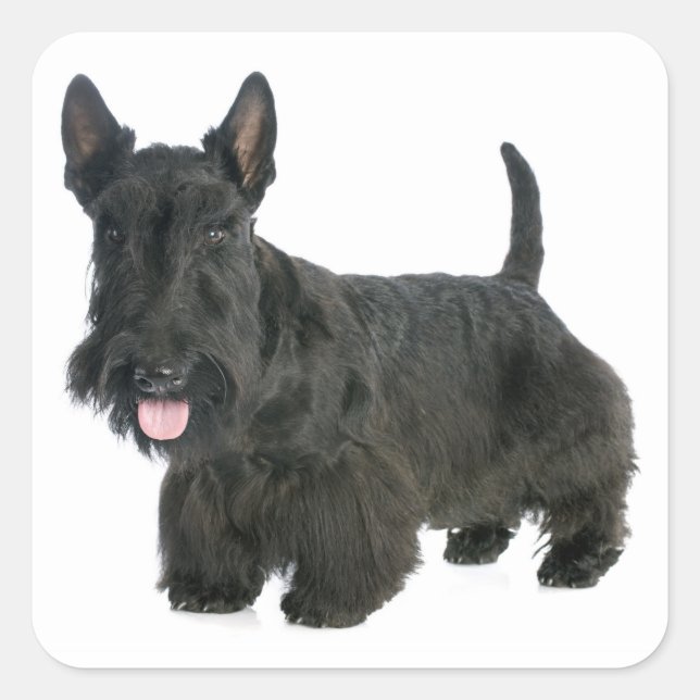 Adesivo Quadrado Black Scottish Terrier Puppy Dog Sticker / Seal (Frente)