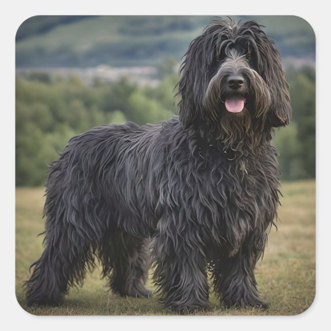 Adesivo Quadrado Black Wooly Bergamasco Sheepdog, (Frente)