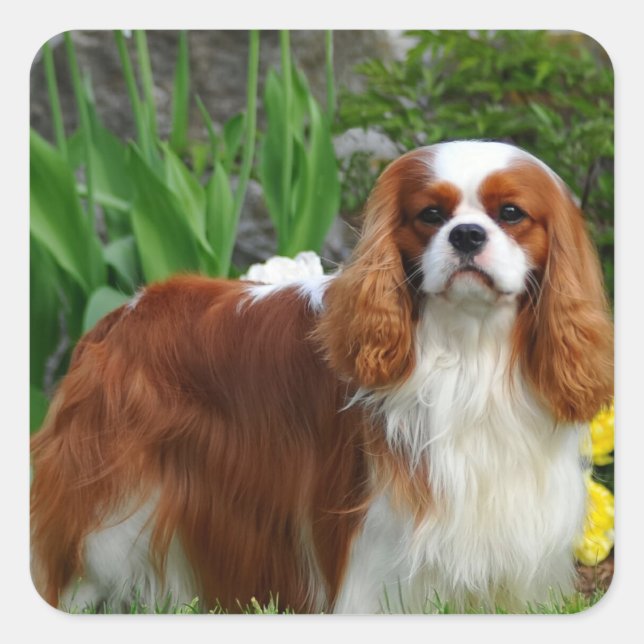 Adesivo Quadrado Blenheim Cavalier King Charles Spaniel Puppy Dog (Frente)