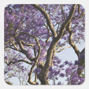 Adesivo Quadrado Blooming em Jacaranda Trees em New Fazenda Park,