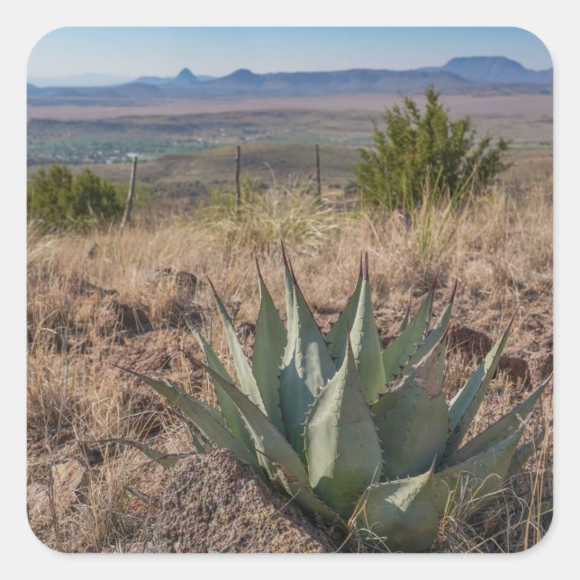Adesivo Quadrado Blue Agave Fort Davis Texas (Frente)