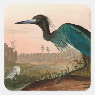 Adesivo Quadrado Blue Crane ou Heron Birds of America Audubon Impre
