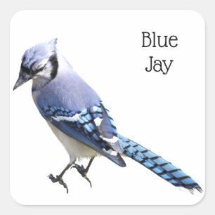 Adesivo Quadrado Blue Jay