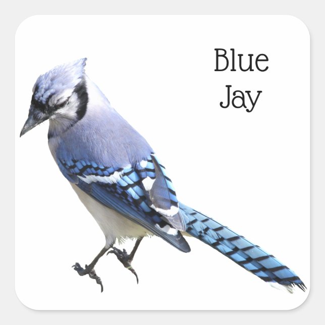 Adesivo Quadrado Blue Jay (Frente)
