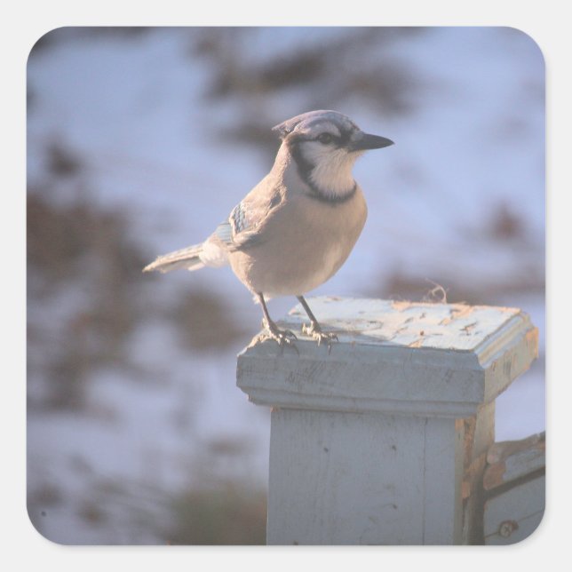 Adesivo Quadrado Blue Jay (Frente)