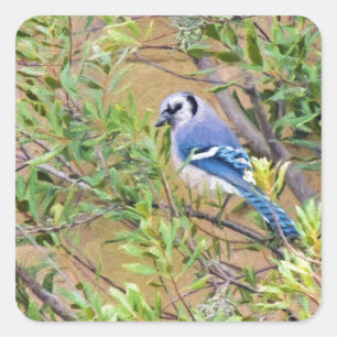 Adesivo Quadrado Blue Jay sobre Myrtle da Cera do Sul