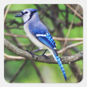 Adesivo Quadrado Blue Jay Sticker