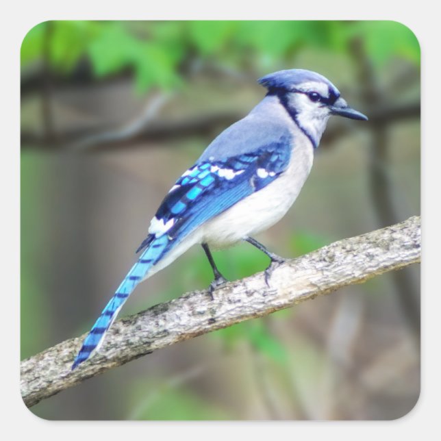 Adesivo Quadrado Blue Jay Sticker (Frente)