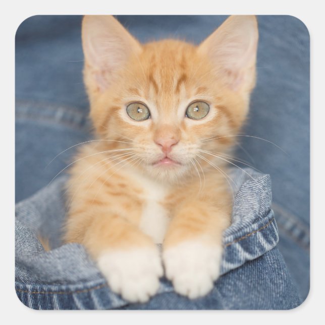 Adesivo Quadrado Blue Jean Baby Orange Kitten (Frente)