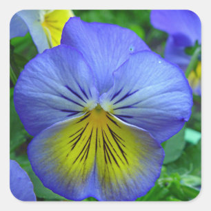 Adesivo Quadrado Blue Pansy
