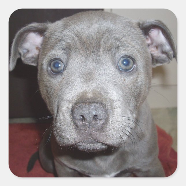 Adesivo Quadrado Blue Staffordshire Bull Terrier Puppy (Frente)