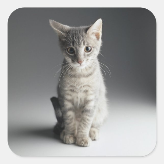 Adesivo Quadrado Blue Tabby Kitten (Frente)