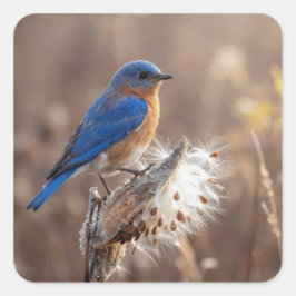 Adesivo Quadrado Bluebird on a Milkweed Pod