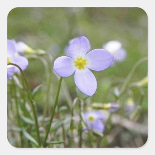 Adesivo Quadrado Bluets - senhoras do quacre