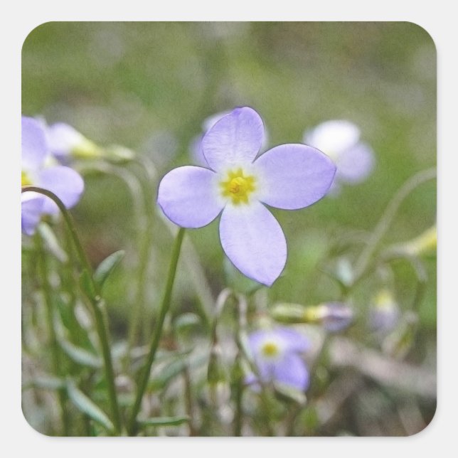 Adesivo Quadrado Bluets - senhoras do quacre (Frente)