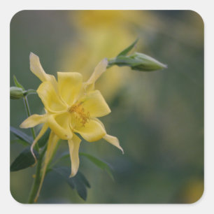 Adesivo Quadrado Boas manhãs flores amarelas