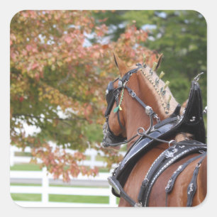 Adesivo Quadrado Boas vinhetas de cavalos belgas