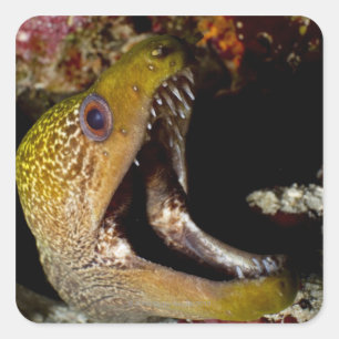 Adesivo Quadrado Boca bocejando e intimidativo de um Yellowmargin