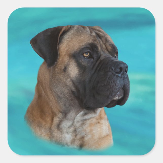 Adesivo Quadrado Boerboel - Mastiff Sul-Africano (Frente)