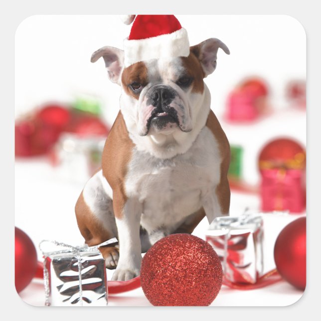 Adesivo Quadrado Boias de Natal para Bulldog Ornamentos de Caixa Ve (Frente)