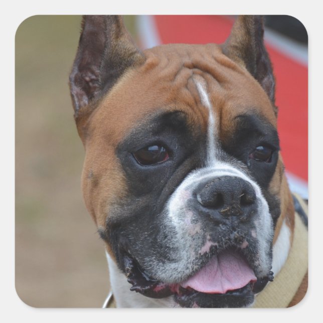 Adesivo Quadrado Bold Boxer (Frente)