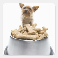 Boliche de guloseimas por Yorkshire Terrier